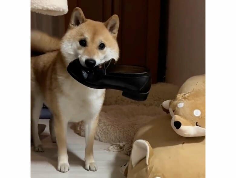 靴をくわえて逃走しようとしている（提供：柴犬ふう太さん）