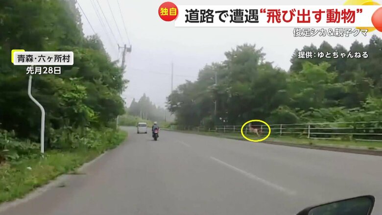 撮影者が声をあげて、気づいた時には右側を走っていたというシカ