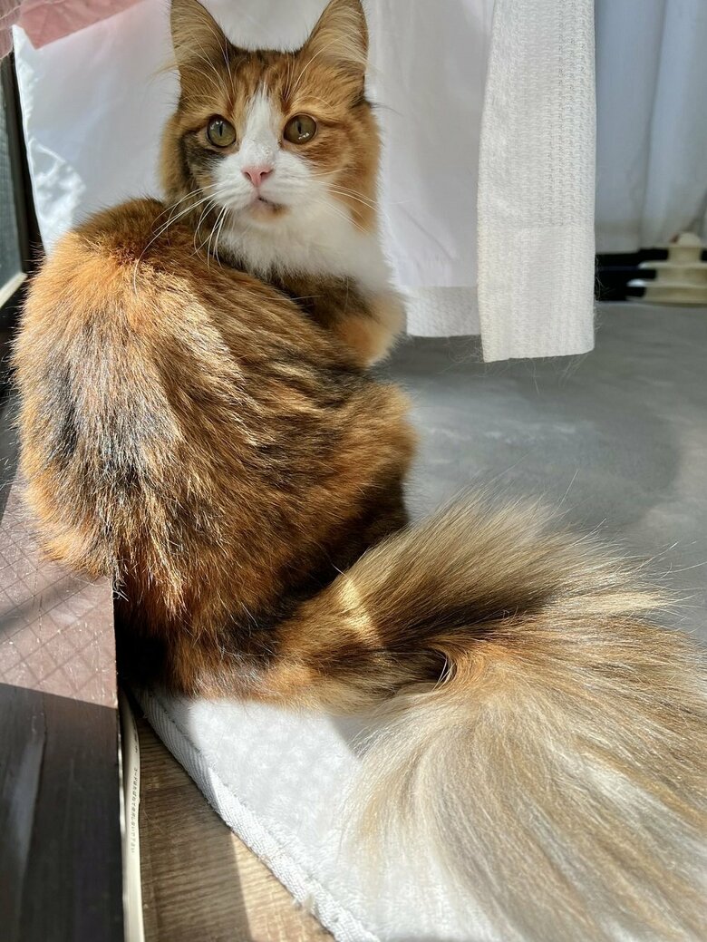 お風呂後の麦ちゃん　ふわふわな仕上がり