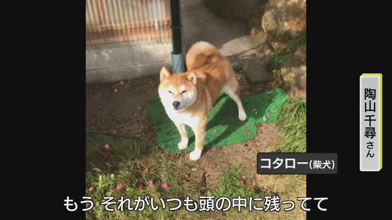 陶山千尋さんの愛犬「コタロー」