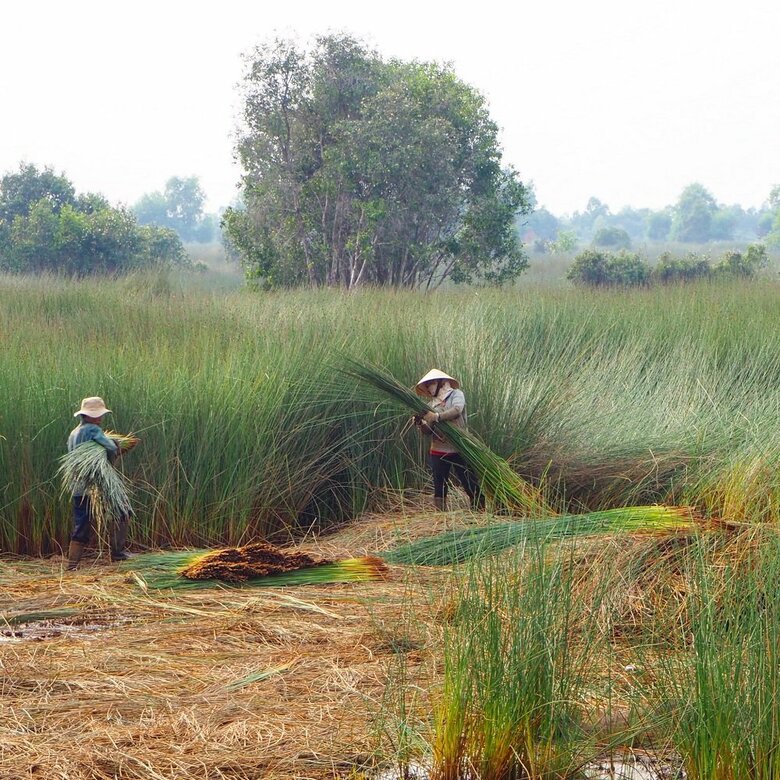 ホーチミン郊外の農村で草ストローは作られる（画像提供：合同会社HAYAMI）