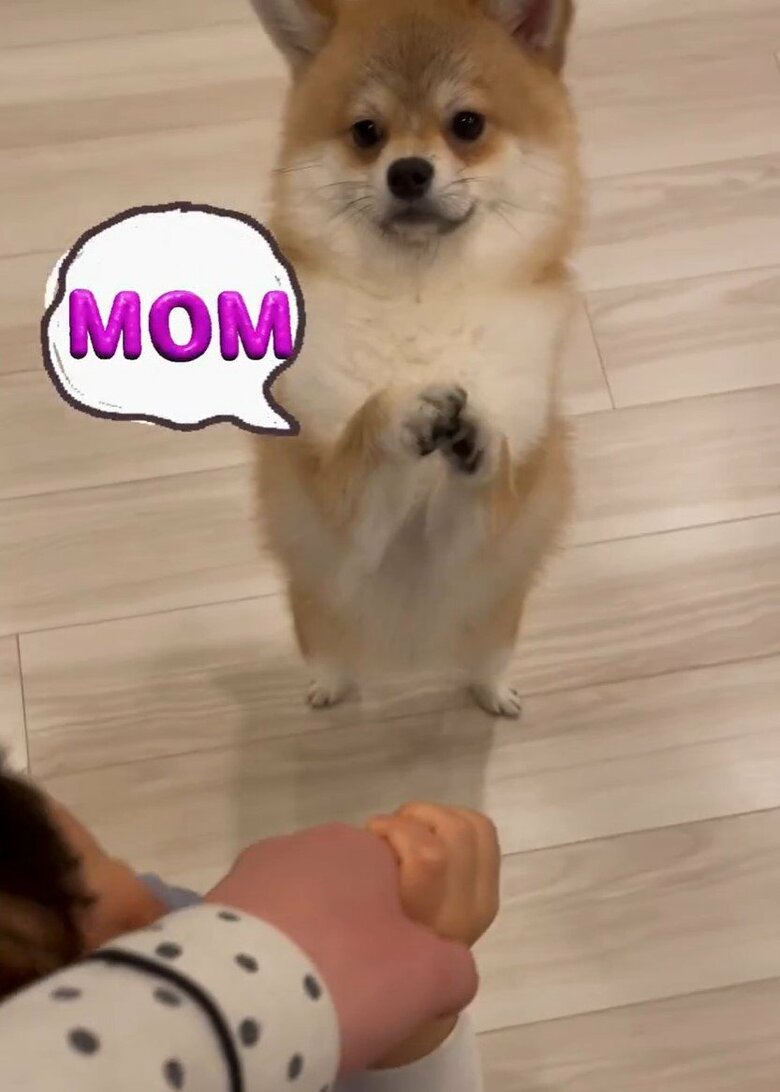 もこまるくんも甘えてくるという