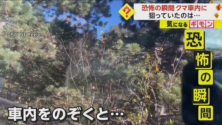 車内をのぞくと、何かが車内で動いている様子が見られた
