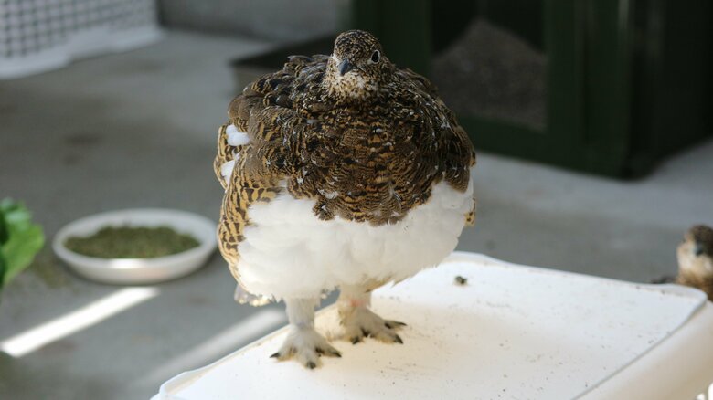 膨らんでいるオス・夏羽（提供：市立大町山岳博物館）