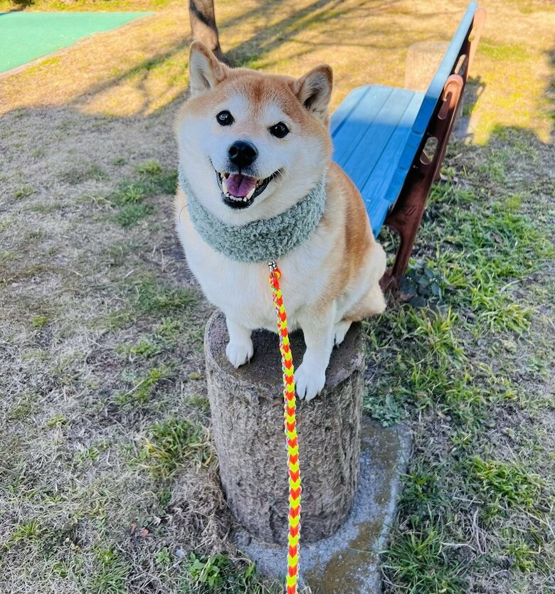 丸太の上でポーズ