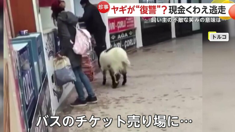 バスのチケット売り場で撮影されたヤギ（6月20日、トルコ）