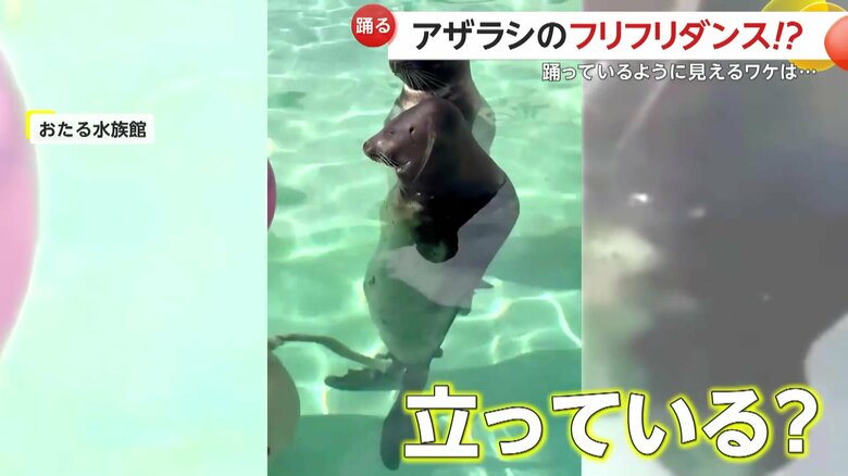 水の中で直立しているような姿のせいこちゃん