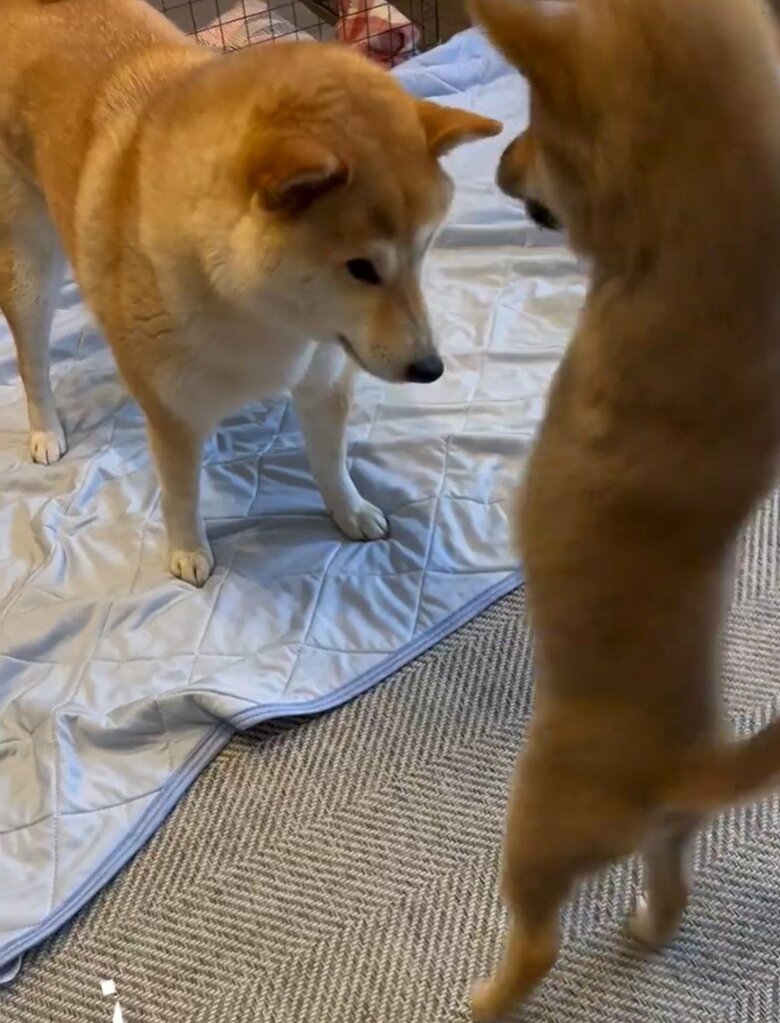 自分を大きく見せるためか立ち上がろうとすることも