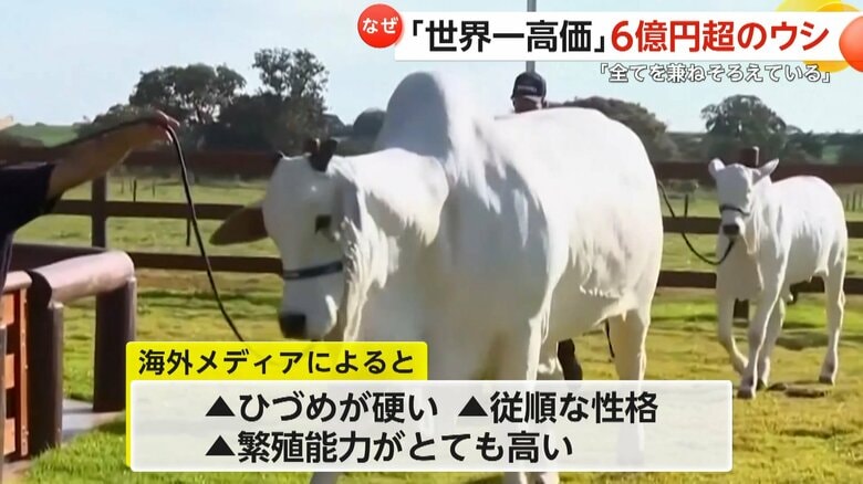 オークションで6億円以上で落札されたメスのウシ