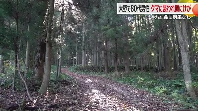 木々に覆われ薄暗い