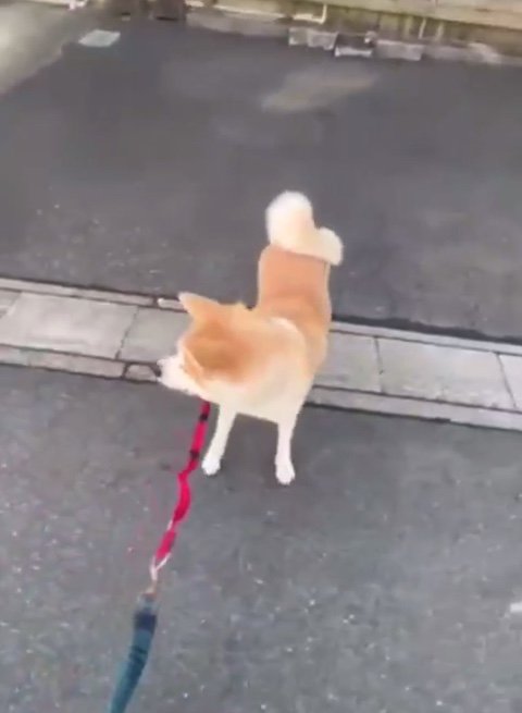 お兄ちゃんが気になっちゃう…（提供：秋田犬 杏(あん)と蓮(れん)さん）