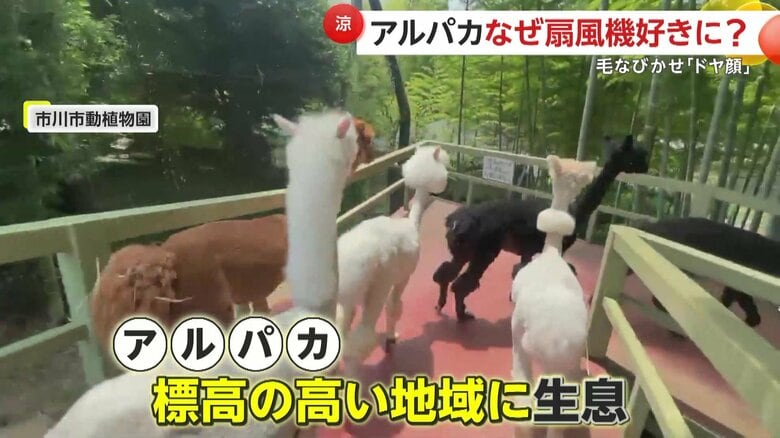 元々標高の高い地域に生息するアルパカ