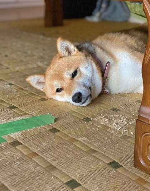 提供：shiba_mugi_さん