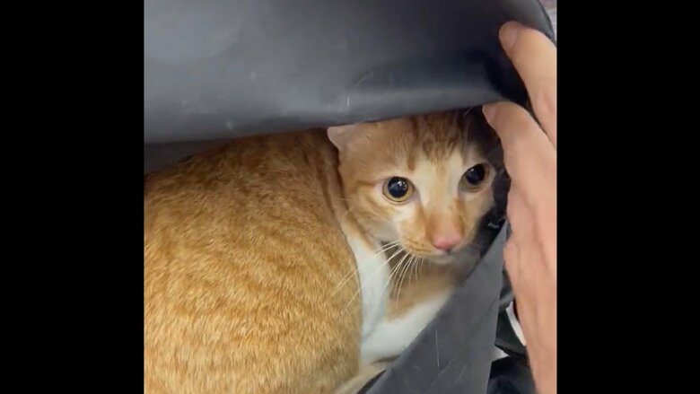 診察台での様子その3。少し不安げな表情に見える