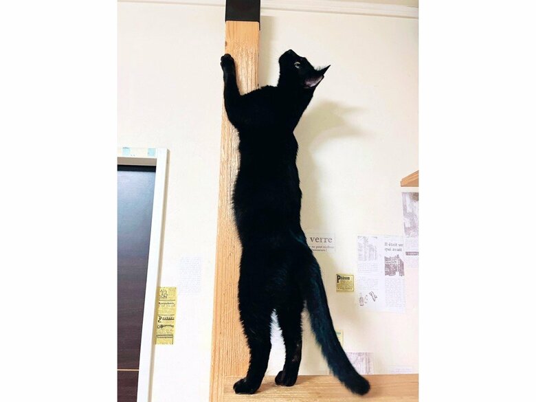 提供：猫野四季＊さん