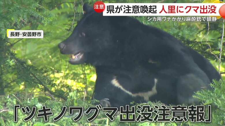 長野県は「ツキノワグマ出没注意報」を発令している