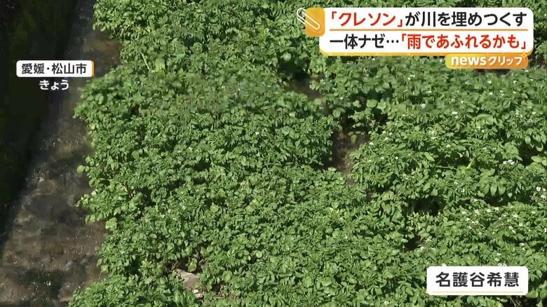 川を埋め尽くすように生い茂るクレソン