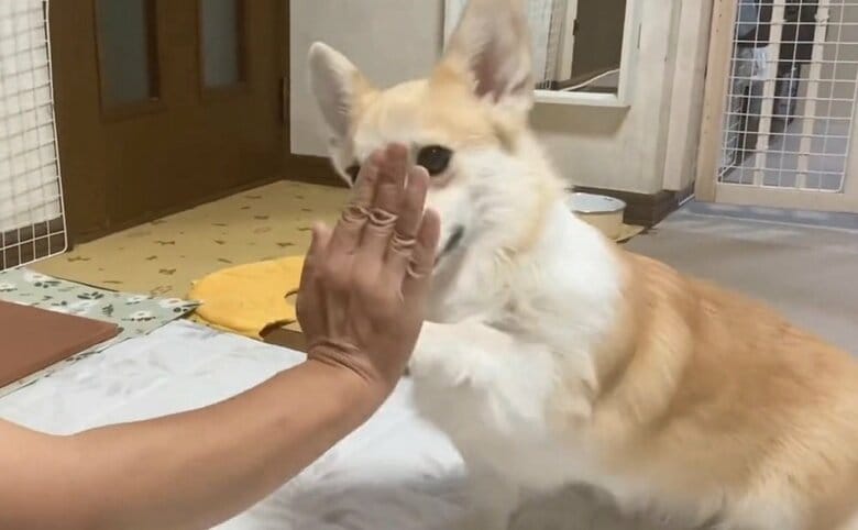 くまくんのハイタッチ　まだ少し戸惑いながらな様子