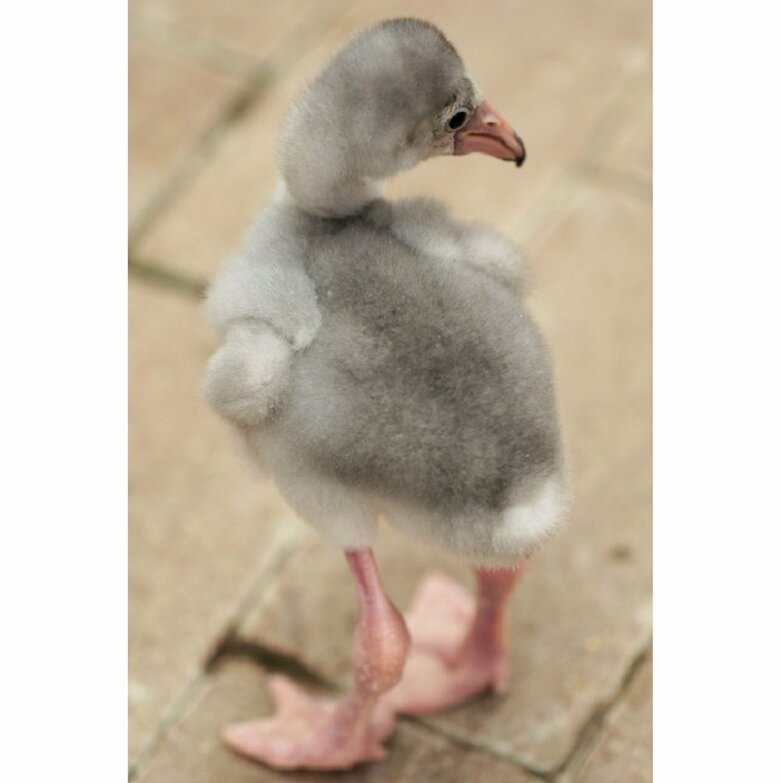 人工育雛のヒナ（提供：富士花鳥園）