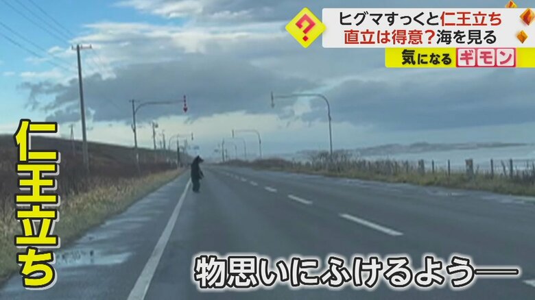 道路で仁王立ちし、海の方を見つめるクマ