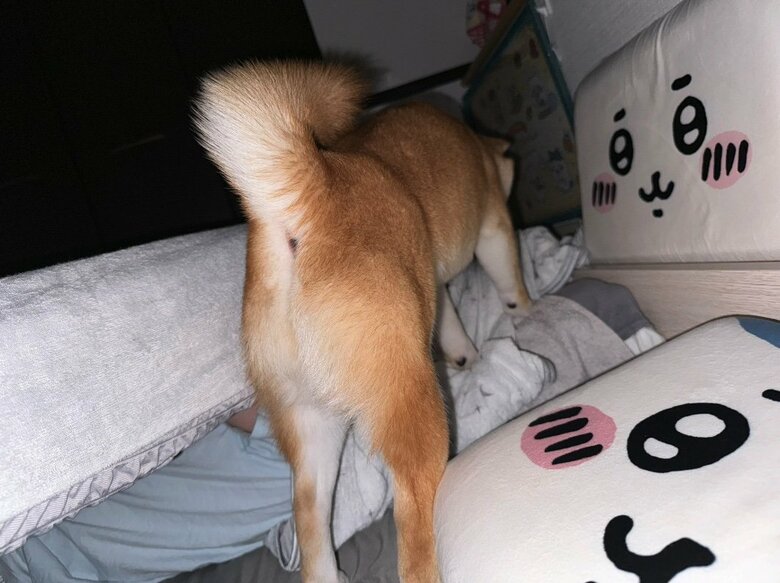 提供：わさび一族さん