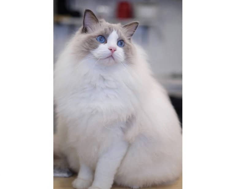 お気に入りの「TVに釘付け」（提供：ロイくん@roy201108さん）