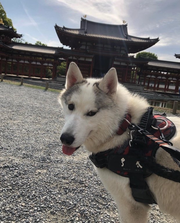 提供：斑柄兄妹（銀太と緋那子）さん