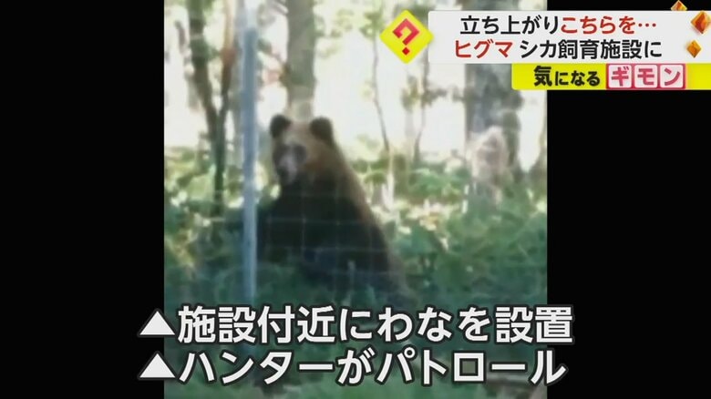 フェンスに前足をかけて立ち上がろうとするヒグマ
