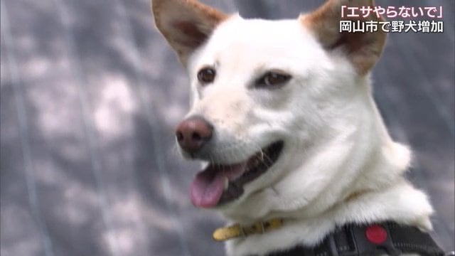 野犬の頃と比べて表情が柔らかくなったという「リーダーくん」