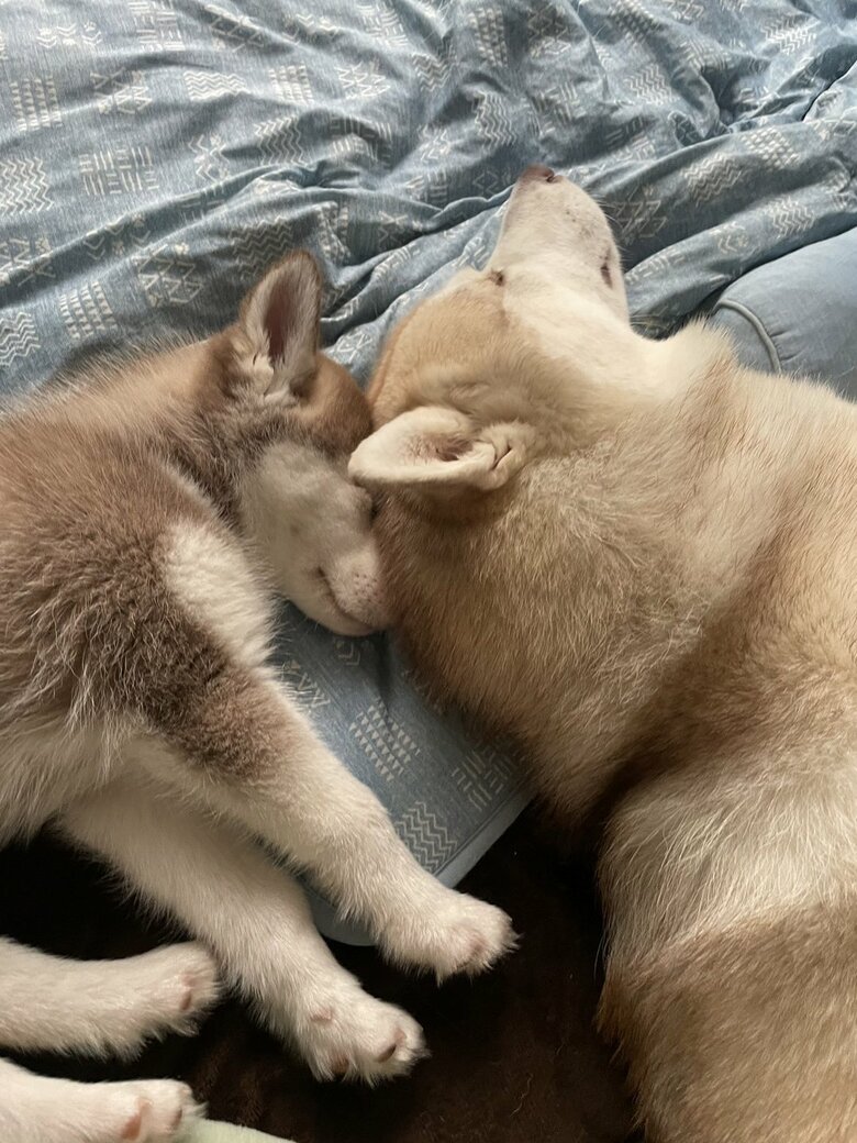 イチくん（提供：ココとイチのままちゃん）