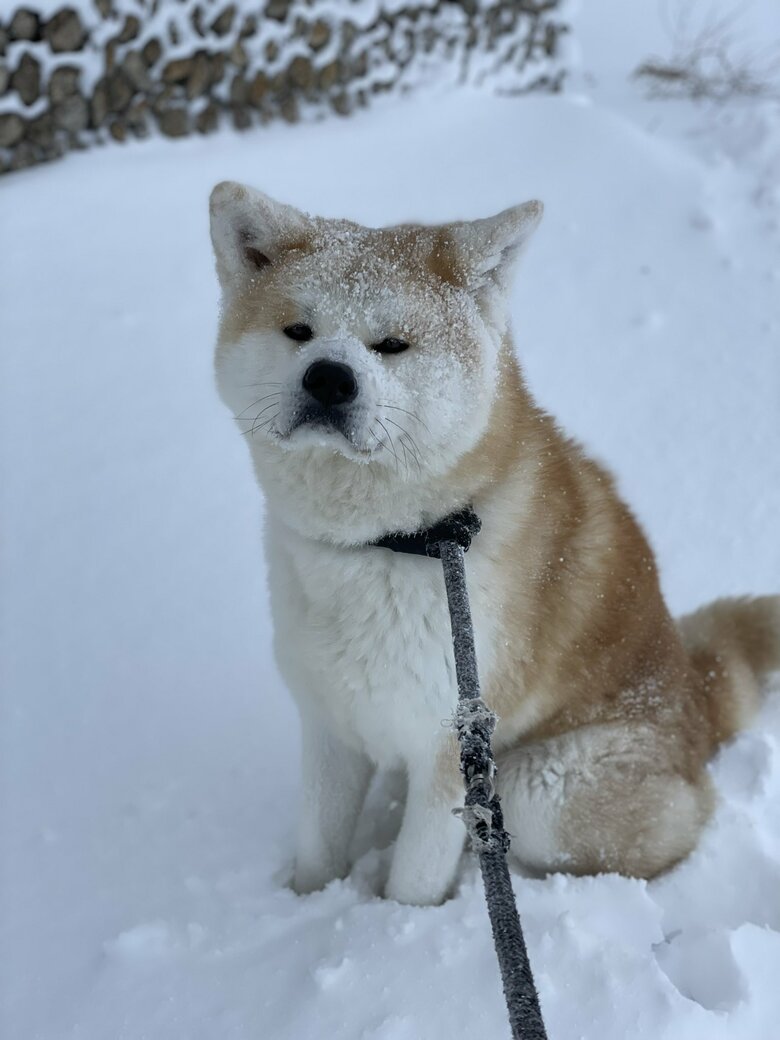 提供：秋田犬 五元(イモト)さん