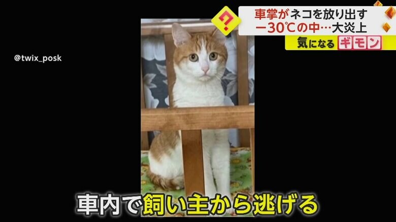 列車から-30℃の外に放り出された猫のツイックス