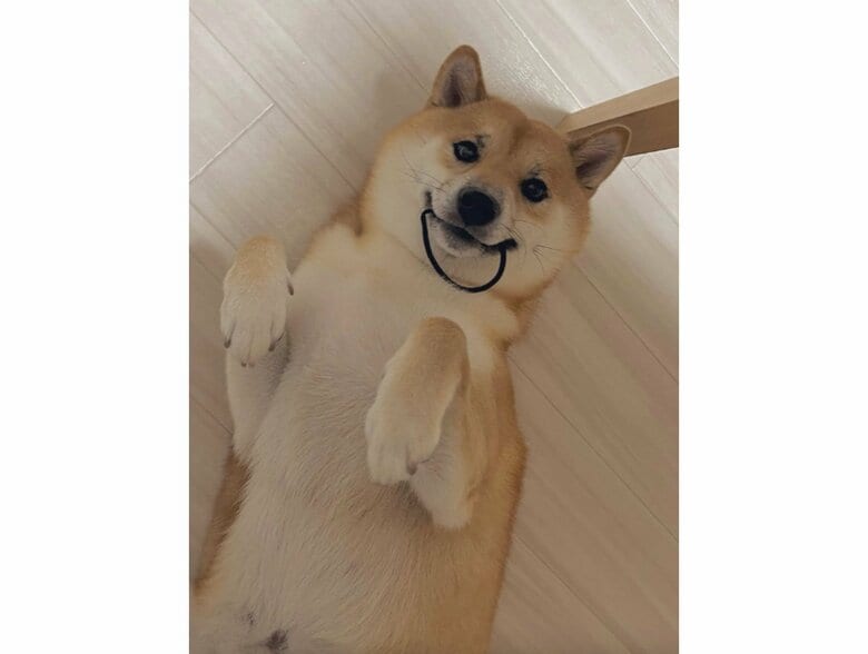 ヘアゴムをくわえて満足そう（提供：柴犬ふう太さん）