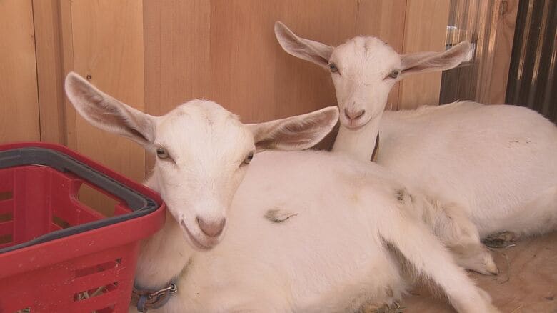 いずれ2頭は会社の「広報担当」に