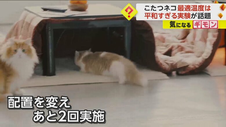 こたつに入っていくネコ