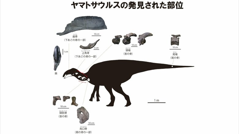 見つかったヤマトサウルスの骨とその部位（シルエット：増川玄哉氏）