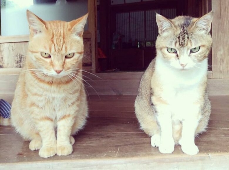 左：ちびくん　右：なっちゃん