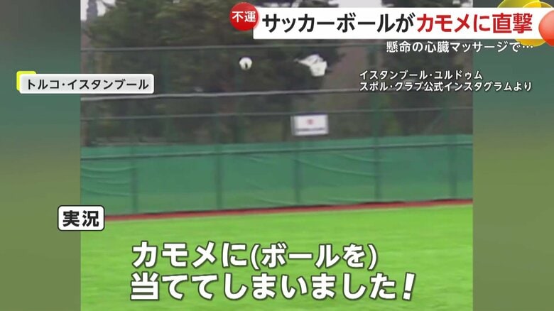 カモメにサッカーボールが直撃した瞬間