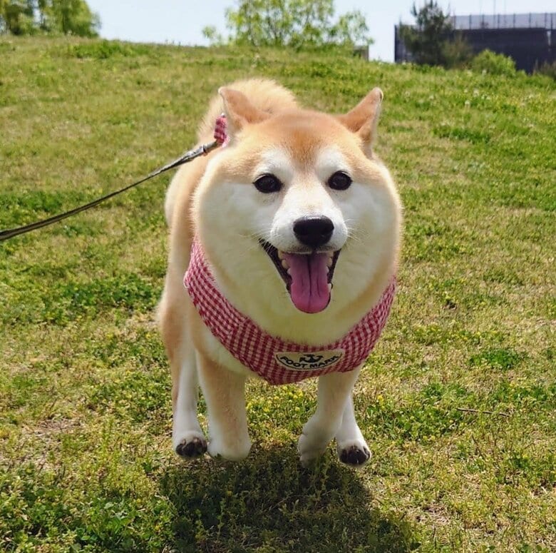 提供：柴犬チャーミーさん
