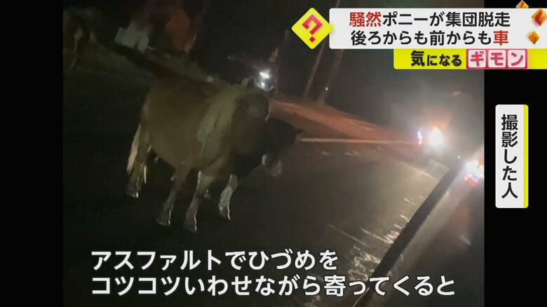 ポニーたちの向こう側に車のライトが見える