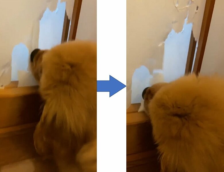 約2カ月半頃　いたずらの原点　障子をかじって引きちぎる