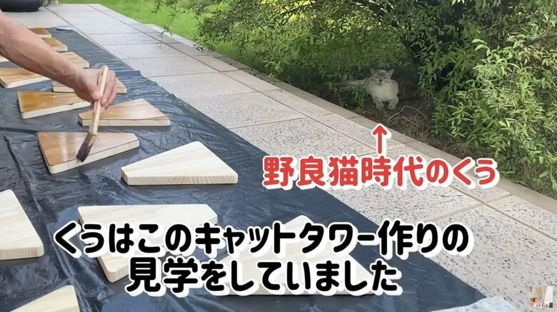 野良猫だった頃、実はキャットタワー作りを見ていたくう君（YouTubeより）