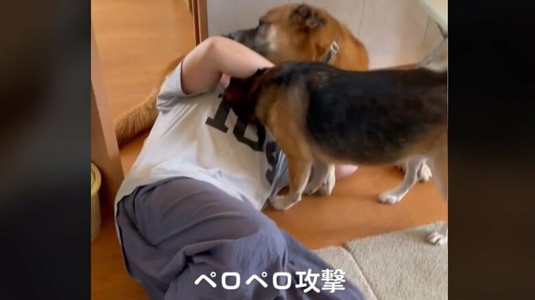 ワンちゃんたちのぺロペロ攻撃に遭う旦那さん