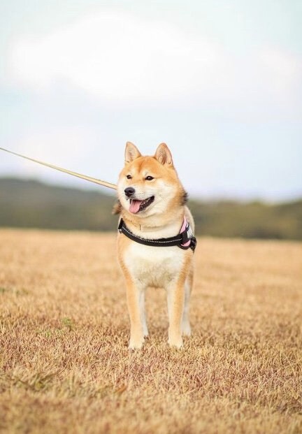 提供：shiba_mugi_さん