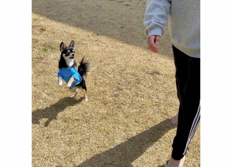 もっと遊ぼう！と息子さんについていくごまじろーくん（提供：チワワのごまじろーさん）