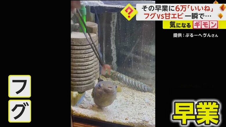 フグにエサをあげる様子