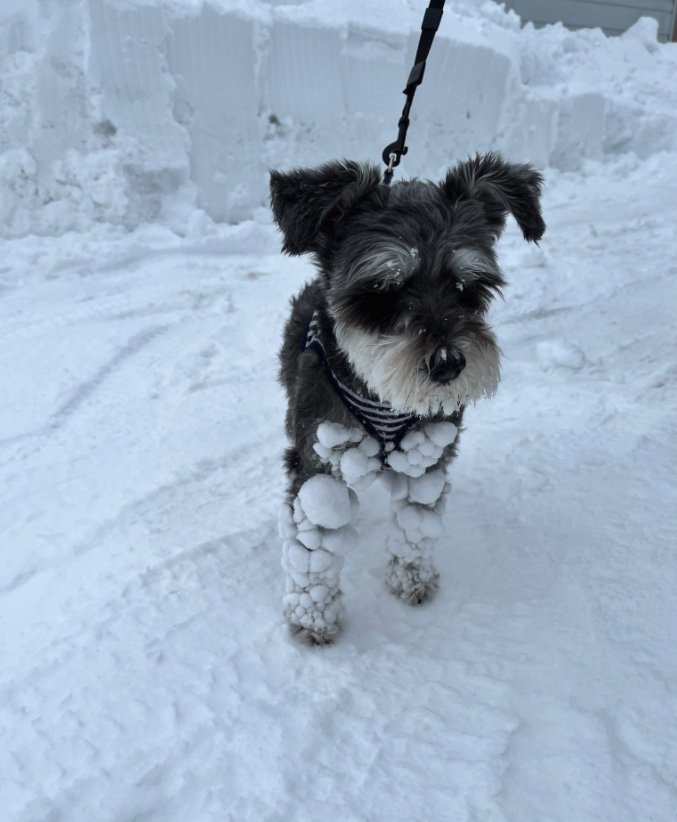 いつもは3分の1しか雪玉がつかない（提供：くぅさん）