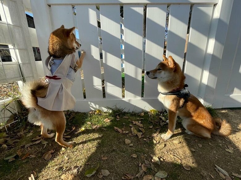 犬見知り友達とはお互い干渉せず、でも近くに…（左：お友達のおこげちゃん）