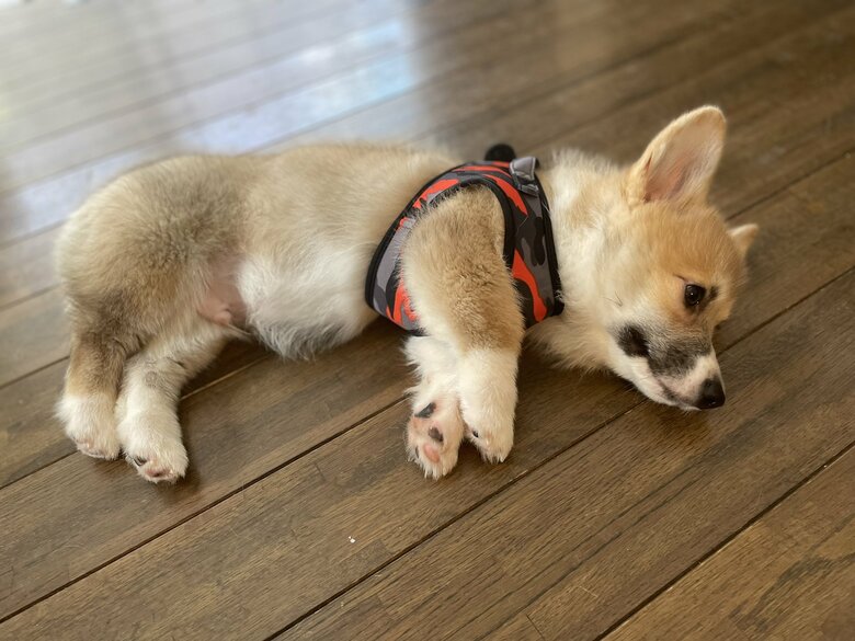 ハーネスを付けると脱力するレイくん