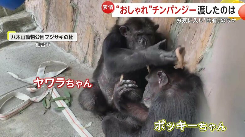 ヤワラちゃんとポッキーちゃん（宮城・仙台市の八木山動物公園フジサキの杜）